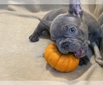 Puppy 1 French Bulldog