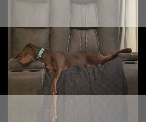 Medium Photo #2 Doberman Pinscher-Unknown Mix Puppy For Sale in Minneaoplis, MN, USA
