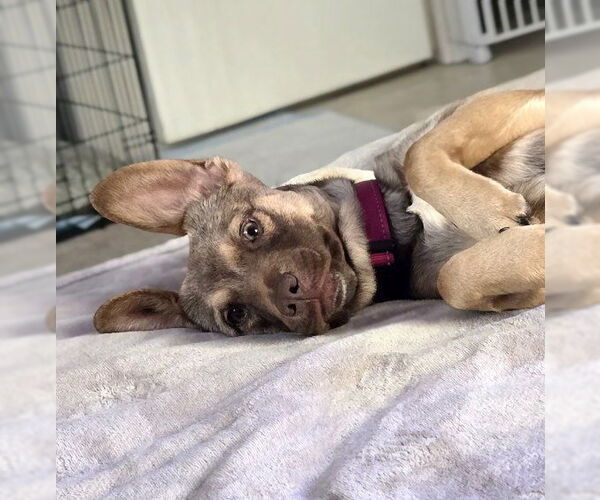 Medium Photo #4 Beagle-Unknown Mix Puppy For Sale in Newport Beach, CA, USA