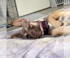 Spritz - Female Beagle-Unknown Mix Dog for Adoption - Photo #4