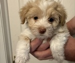 Puppy 3 Havanese
