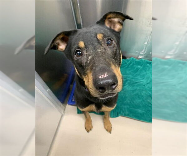 Medium Photo #2 Shepradors Puppy For Sale in Fairbanks, AK, USA