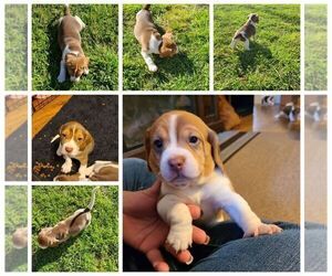 Beagle Puppy for sale in SMITHVILLE, TX, USA