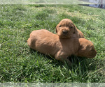 Small #3 Golden Retriever