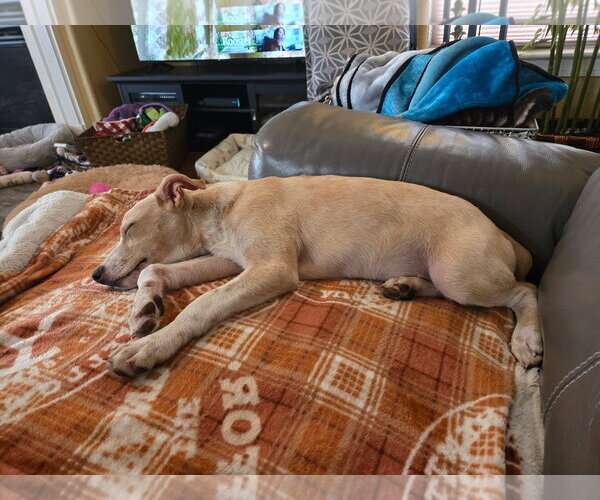 Medium Photo #9 Boxer-Shiba Inu Mix Puppy For Sale in Virginia Beach, VA, USA