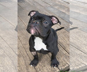 American Bulldog-Unknown Mix Dogs for adoption in Sykesville, MD, USA