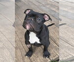Small American Bulldog Mix