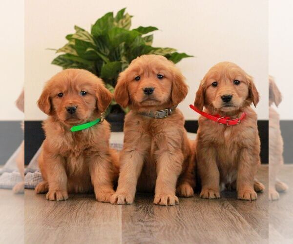 Medium Photo #4 Golden Retriever Puppy For Sale in LITITZ, PA, USA