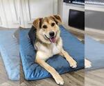 Small #1 Australian Shepherd-German Shepherd Dog Mix