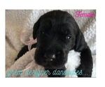 Puppy 1 Great Dane-Poodle (Standard) Mix