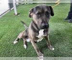 Small American Pit Bull Terrier Mix