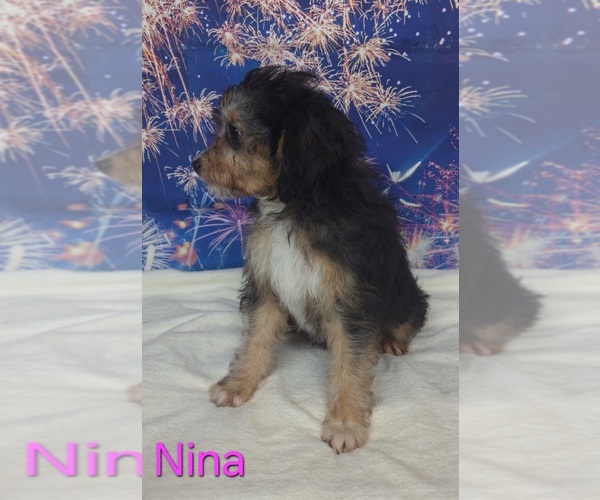 Medium Photo #3 Australian Shepherd-Poodle (Toy) Mix Puppy For Sale in AZLE, TX, USA