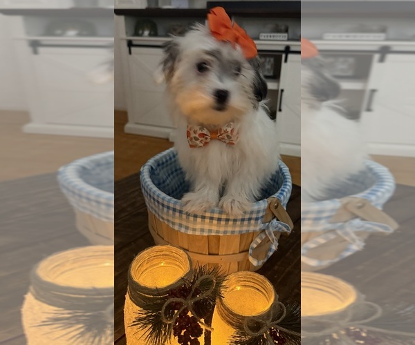 Medium Photo #31 Shih-Poo Puppy For Sale in DINWIDDIE, VA, USA