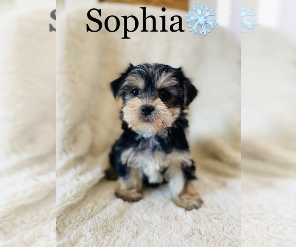 Medium Photo #2 Morkie Puppy For Sale in COOKEVILLE, TN, USA