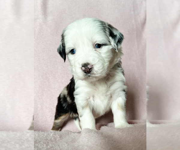 Medium Photo #12 Australian Shepherd-Bernedoodle Mix Puppy For Sale in MELROSE, NY, USA