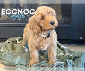 Goldendoodle (Miniature) Puppy for sale in NORTH LIBERTY, IN, USA