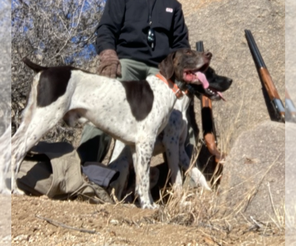 Medium Photo #1 German Shorthaired Pointer Puppy For Sale in ALAMOGORDO, NM, USA