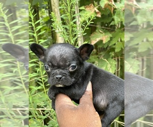 French Bulldog Puppy for sale in STONE MOUNTAIN, GA, USA