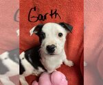 Small Photo #2 Sheprador Puppy For Sale in Rockaway, NJ, USA