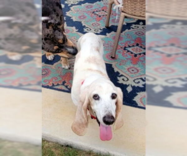Medium Photo #2 Basset Hound Puppy For Sale in Deepwater, NJ, USA