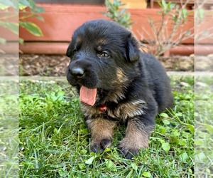 Medium German Shepherd Dog