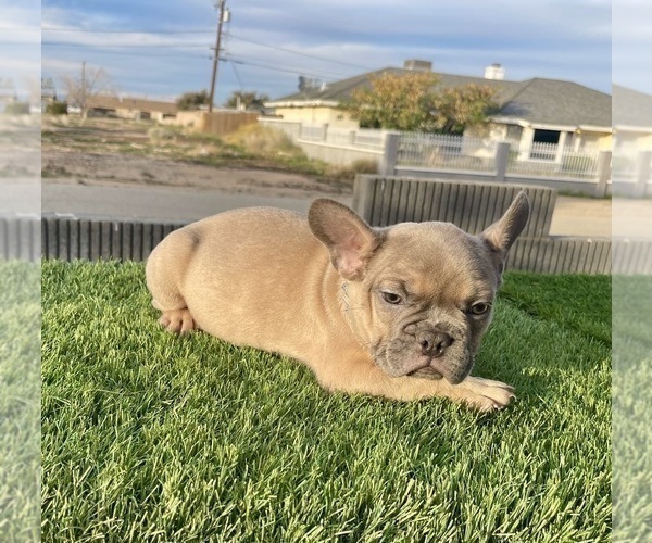 Medium Photo #12 French Bulldog Puppy For Sale in SEATTLE, WA, USA