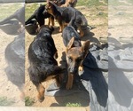 Small Photo #8 German Shepherd Dog Puppy For Sale in HESPERIA, CA, USA