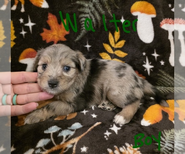 Medium Photo #20 Chizer Puppy For Sale in MONTEZUMA, GA, USA