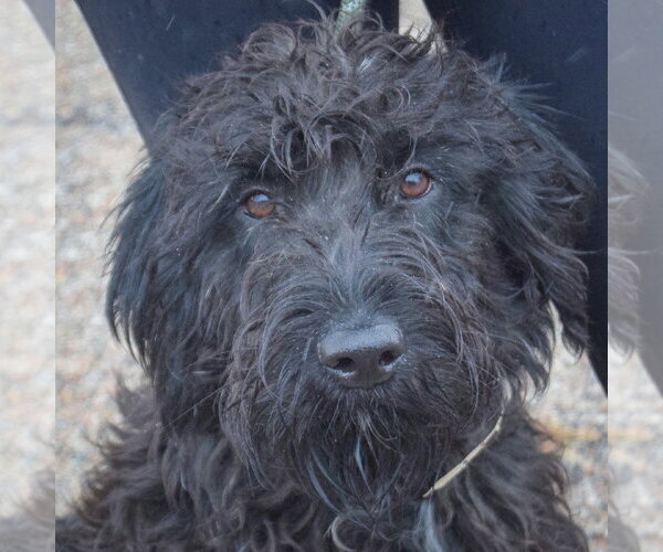 Medium Photo #4 Irish Wolfhound-Unknown Mix Puppy For Sale in Huntley, IL, USA