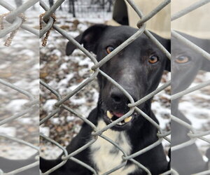 Stubbs - Male Labrador Retriever-Unknown Mix Dog for Adoption - Photo #3