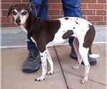 Small Photo #8 Jack Russell Terrier-Unknown Mix Puppy For Sale in Carrollton, TX, USA