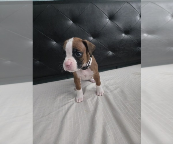 Medium Photo #2 Boxer Puppy For Sale in GALLOWAY, NJ, USA