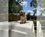 Puppy 1 Anatolian Shepherd-Great Pyrenees Mix