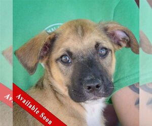Boxer-German Shepherd Dog Mix Dogs for adoption in Huntley, IL, USA