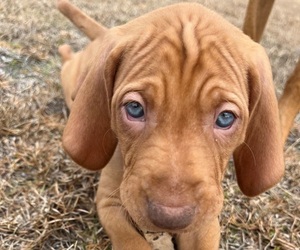 Vizsla Puppy for sale in TIFTON, GA, USA