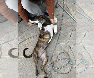 Samson - Male Boxer-Unknown Mix Dog for Adoption - Photo #4