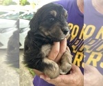 Small Photo #38 Aussiedoodle Puppy For Sale in LONGWOOD, FL, USA