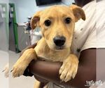 Small #1 Labrador Retriever Mix