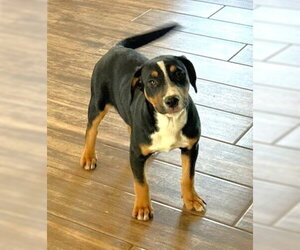 Mutt Dogs for adoption in Winter Park, CO, USA