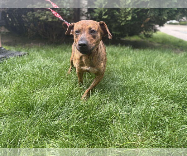 Medium Photo #2 Mountain Cur-Unknown Mix Puppy For Sale in Westwood, NJ, USA