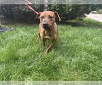 Small #1 Mountain Cur Mix
