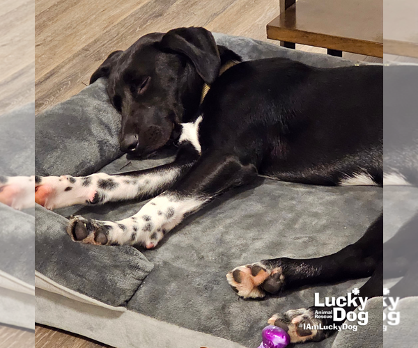 Medium Photo #3 Beagle-Pointer Mix Puppy For Sale in Washington, DC, USA