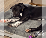 Small #2 Beagle-Pointer Mix