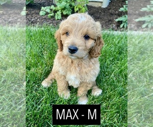 Goldendoodle-Poodle (Miniature) Mix Puppy for sale in MILLERSBURG, OH, USA