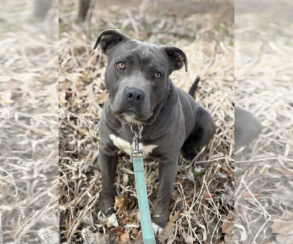 Medium Photo #1 Mutt Puppy For Sale in Williamsburg, IA, USA