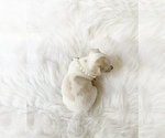 Small #4 Chihuahua