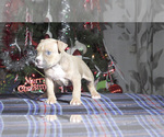 Small #4 American Bully