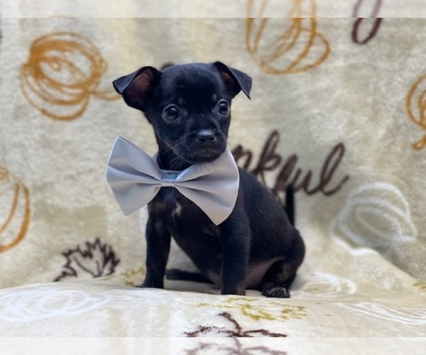 Medium Photo #11 Chihuahua Puppy For Sale in LAKELAND, FL, USA