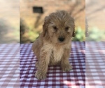 Small Photo #6 Goldendoodle (Miniature) Puppy For Sale in BOWLING GREEN, KY, USA