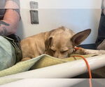 Small #3 Mutt
